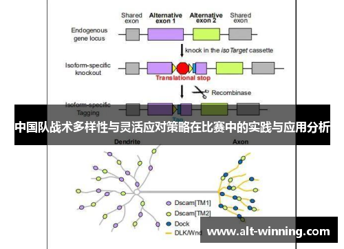 中国队战术多样性与灵活应对策略在比赛中的实践与应用分析